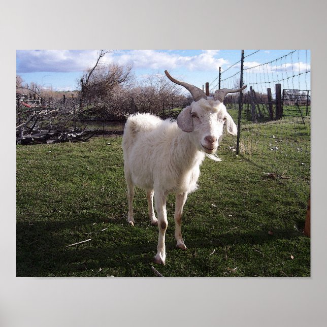 Pôster Um jovem Goat (Frente)