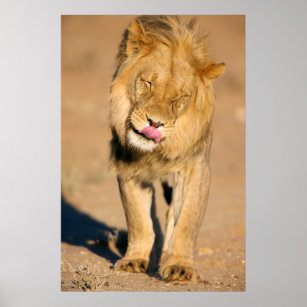 Poster Um Leão agitando a cabeça e lambendo a boca