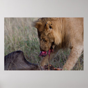 Pôster Um leão de Heartful