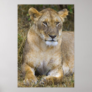 Poster Um leão sentado na grama alta do Maasai