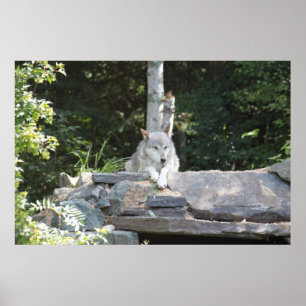 Poster Um lobo de madeira no resto