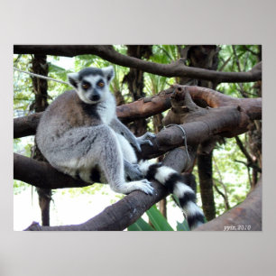 Poster Um macaco-cauda-anel numa árvore