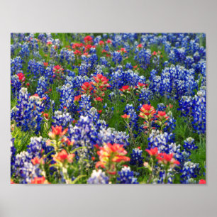 Pôster Um mar dos Bluebonnets e de pincéis indianos