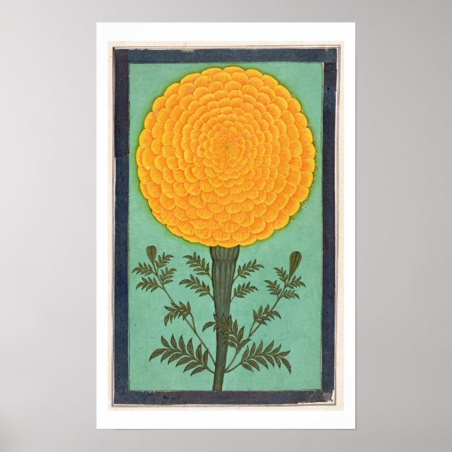 Pôster Um Marigold, do Pequeno Álbum Clive (c/c em Papani (Frente)