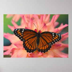 Poster Um Mimético da Borboleta Monarca