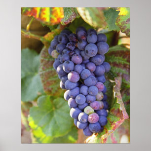 Poster Um monte de uvas Pinot Noir em um Chambertin