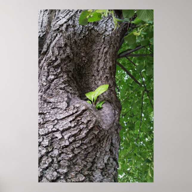 Poster Um novo galho (Frente)