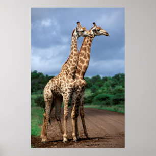 Pôster Um par de girafas na estrada, nacional de Kruger