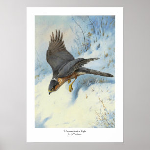 Poster Um Pardal-falcão em vôo