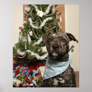 Poster Um pitbull que levanta para um retrato do Natal