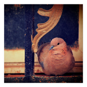 Pôster Um Pouco De Fluff