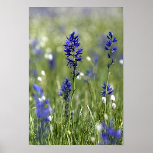 Poster Um prado montanhoso de flores silvestres incluindo