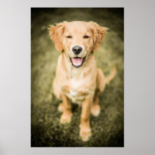 Pôster Um retrato de um filhote de cachorro do golden
