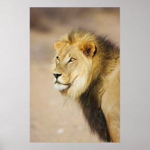 Poster Um retrato de um Leão, Parque Transfronteiriço de 