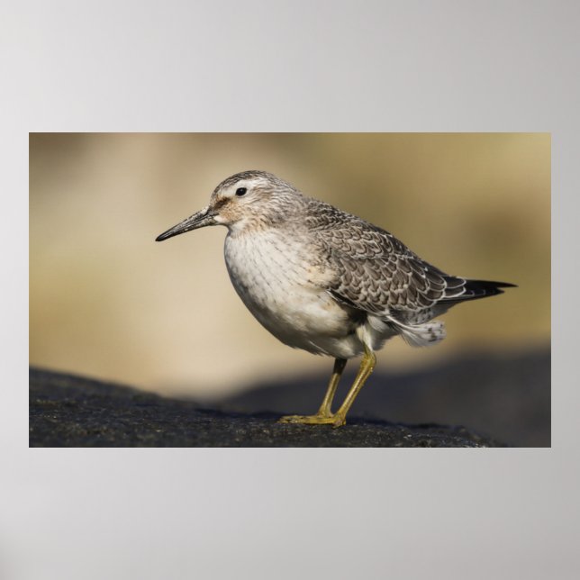 Poster Um Retrato De Um Nó (Frente)