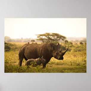 Poster Um Rhino com seu bebê