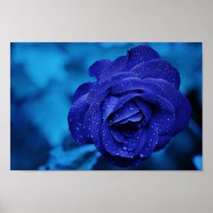 Poster Um Rosa em azul