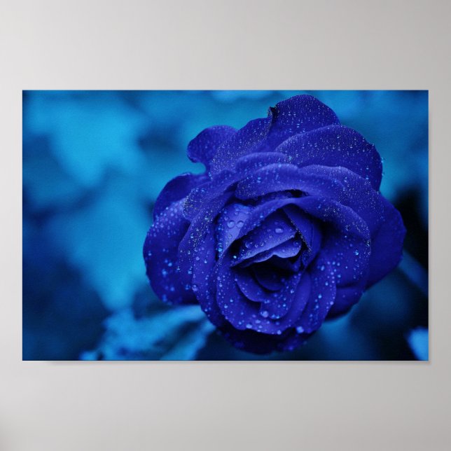 Poster Um Rosa em azul (Frente)