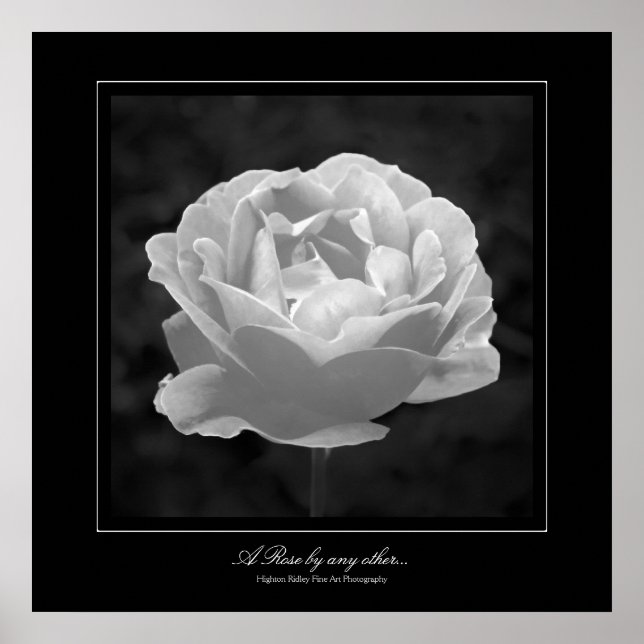 Pôster Um Rosa por qualquer outro, estilo de galeria de B (Frente)