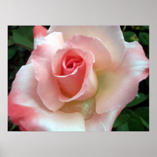 Poster Um rosa por qualquer outro nome.