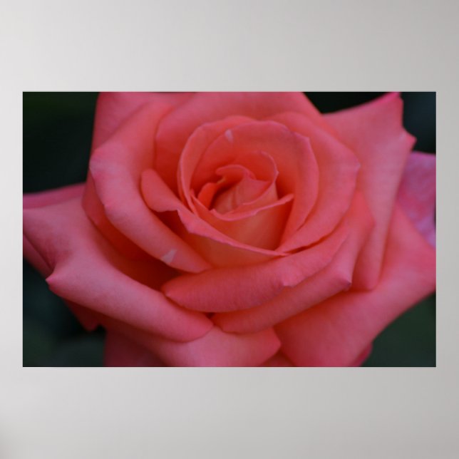 Pôster Um Rosa Por Qualquer Outro Nome (Frente)