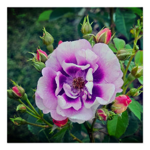 Pôster Um rosa violeta
