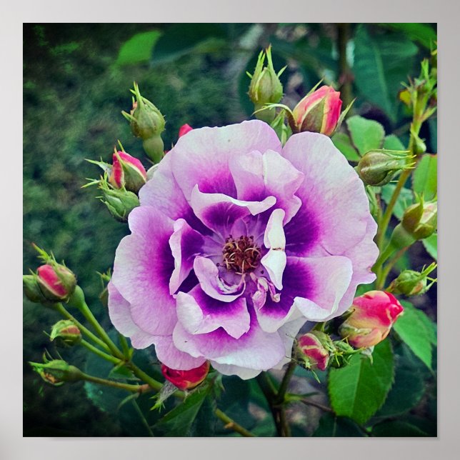 Poster Um rosa violeta (Frente)