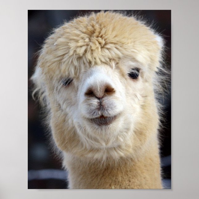 Poster Um rosto fofo de uma alpaca (Frente)
