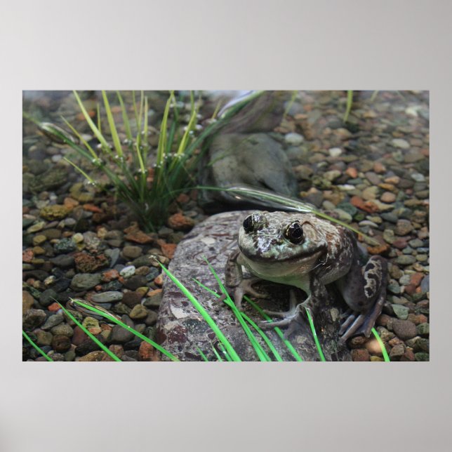 Poster Um sapo feliz (Frente)