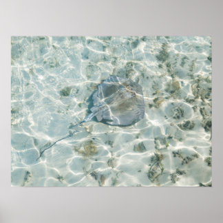 Poster Um Stingray