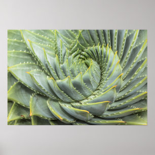 Poster Um Succulent verde & branco