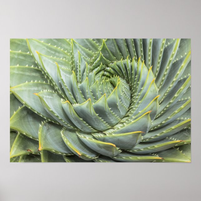 Poster Um Suculento Verde e Branco (Frente)