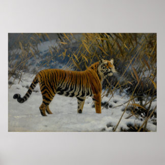 Poster Um Tigre Provocando na Neve por Hugo Ungewitter