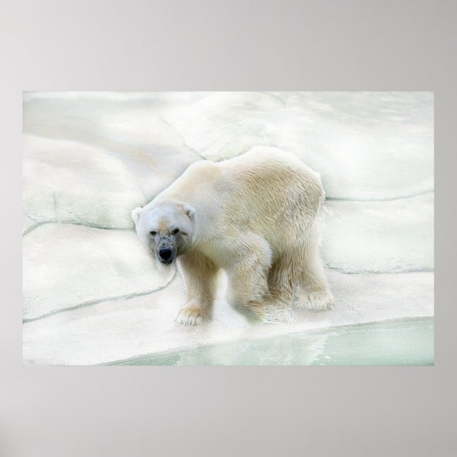 Poster Um urso polar frio (Frente)
