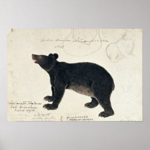 Poster Um urso preto asiático, "Ursus Tibetanus "