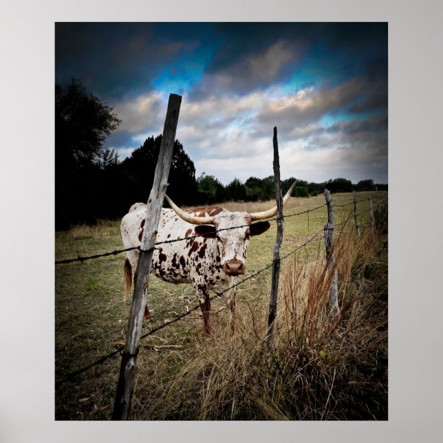 Pôster Um verdadeiro Texas Longhorn (Frente)