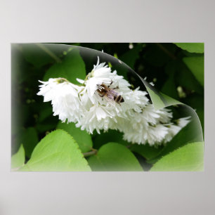 Poster Uma abelha em uma página