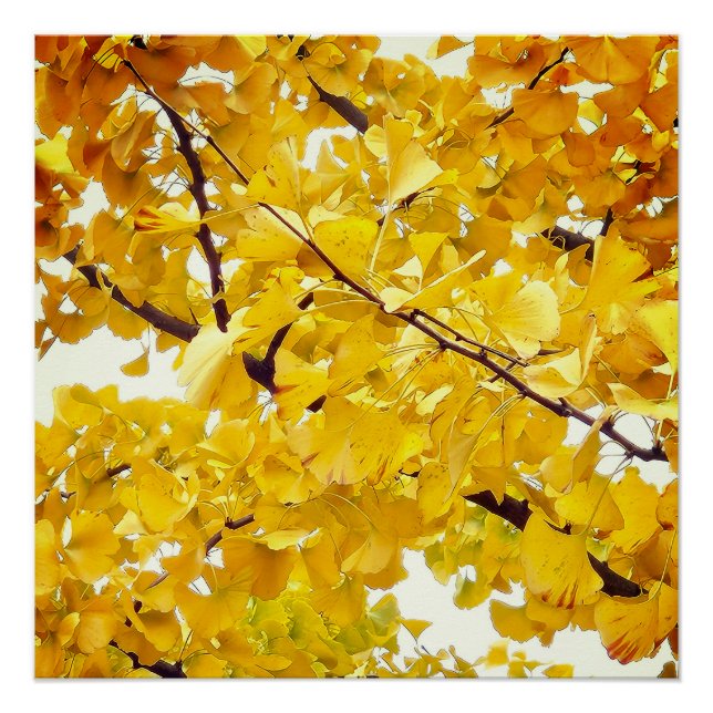 Pôster uma árvore de ginkgo que abraça o outono (Frente)