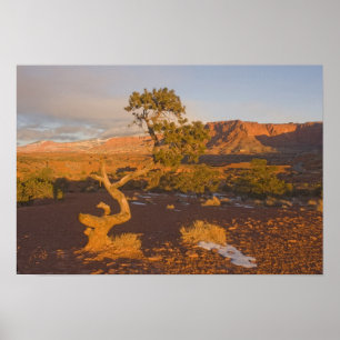 Pôster Uma árvore de Juniperus osteosperma em