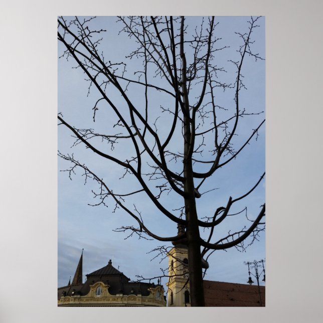 Poster uma árvore nascente (Frente)