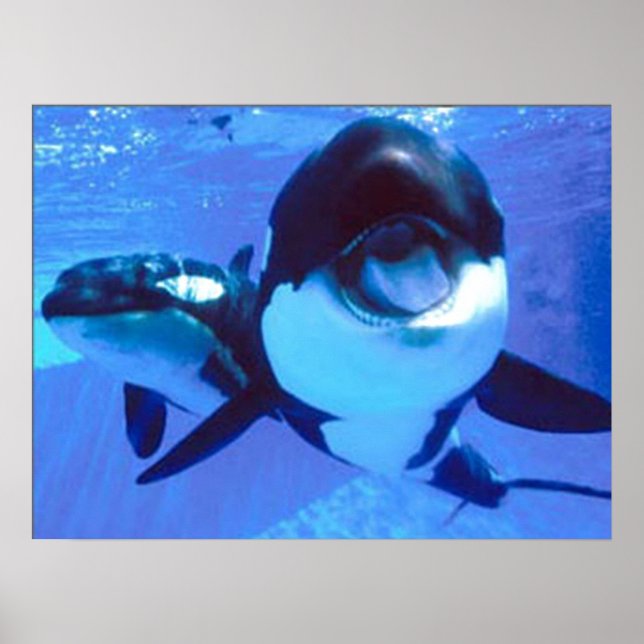 Pôster Uma baleia de um tempo (Frente)