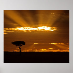 Poster Uma boca abrindo o nascer do sol em Maasai Mara