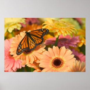 Poster Uma Borboleta de Cloak de luto