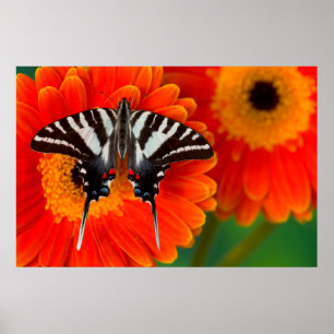 Poster Uma borboleta de Swallowtail da zebra