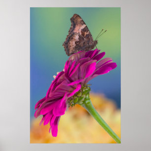 Poster Uma borboleta de Swallowtail Papilio