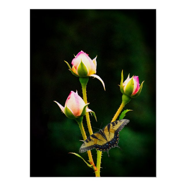 Pôster Uma borboleta e rosas (Frente)