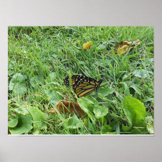 Poster Uma borboleta Monarca