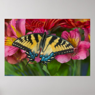 Poster Uma Borboleta Rabo de Andorinha Tigre