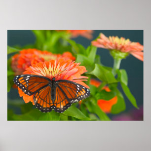 Poster Uma Borboleta Viceroy em Zinnias Laranja