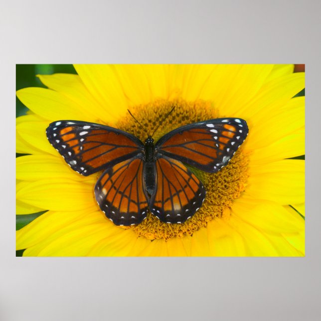 Poster Uma Borboleta Vicerrei | Limenitis Archippus (Frente)